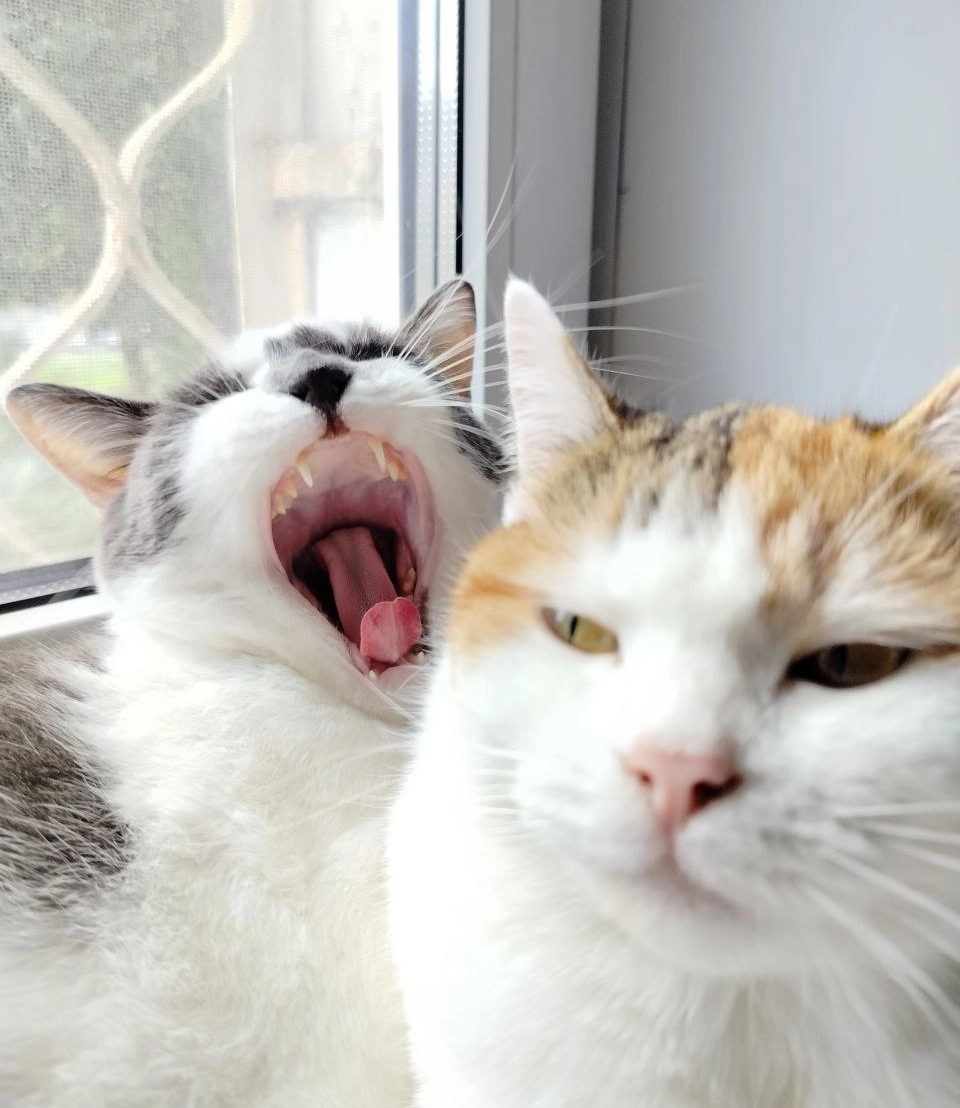 illusioncats