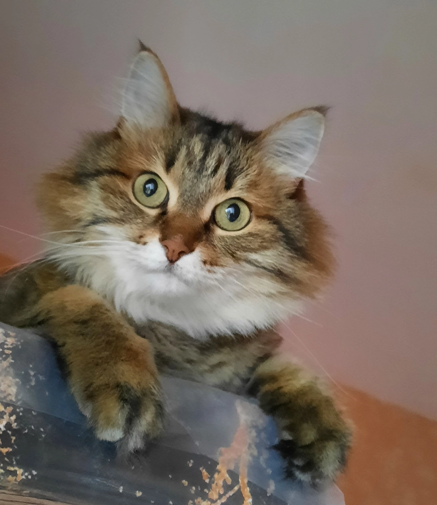 basyacat38