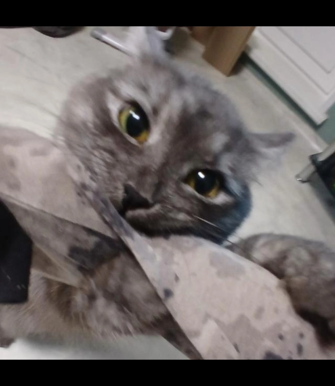 lord_cat