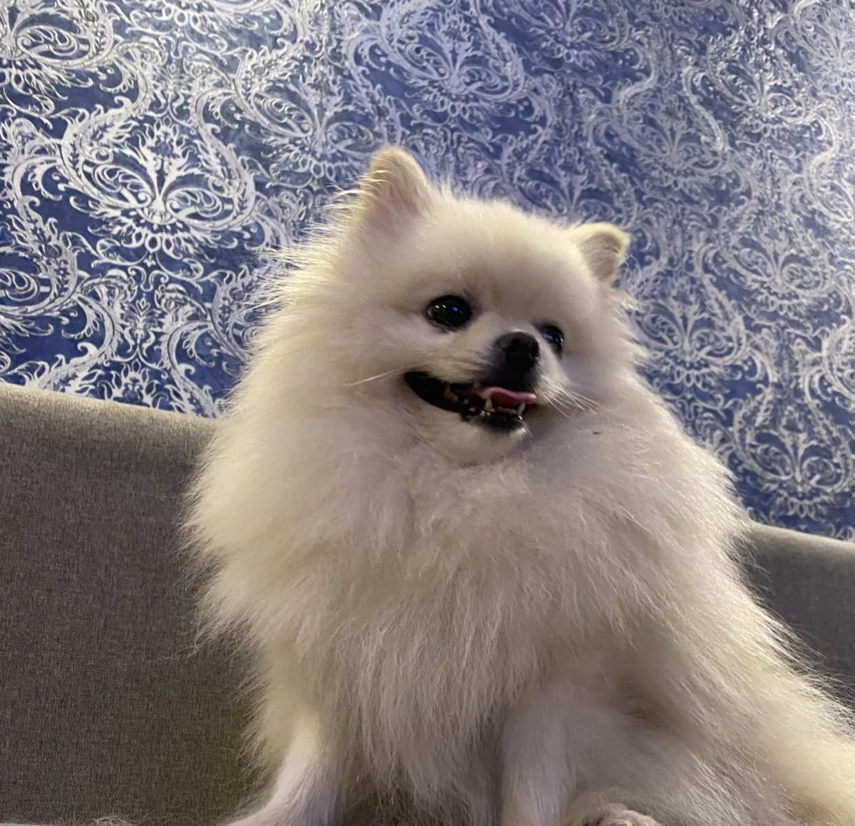 nikolll
